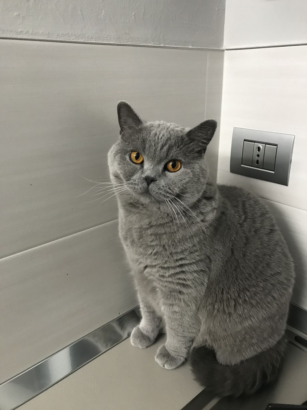 نونو