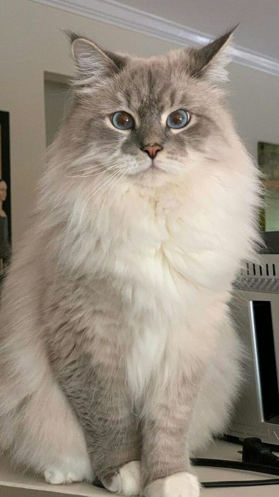 ميرو