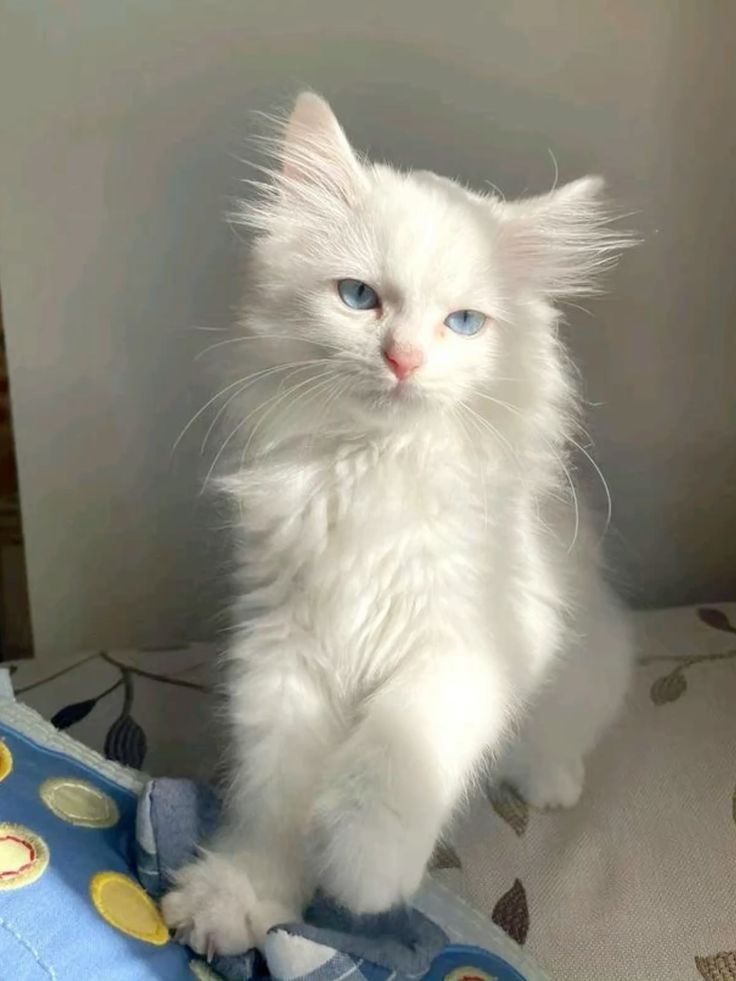 لونا