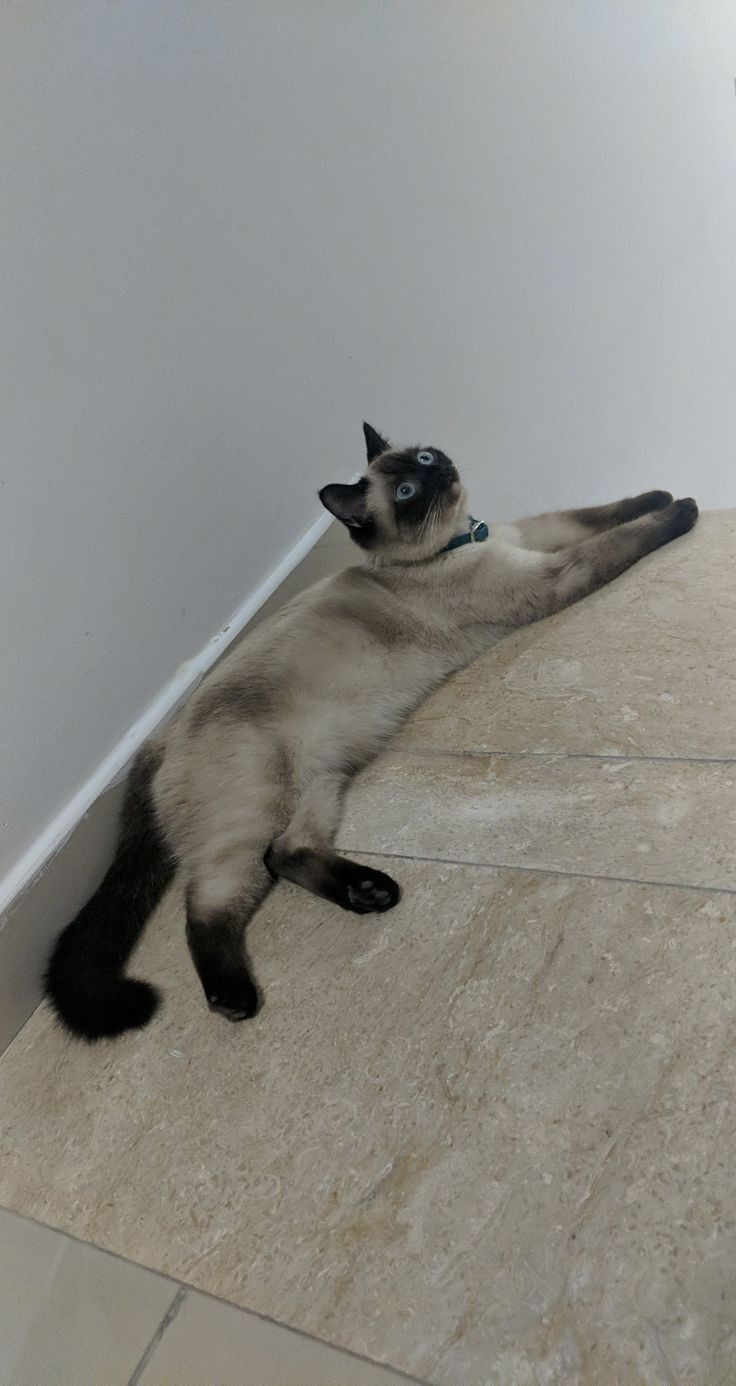 نونو